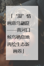 “湿”情画意鸟翩跹——黄河口候鸟栖息地再绘生态新画卷